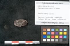 Foto (Objekt + Etikett) von Spondylostrobus smythii F.V. Mueller (NHMW-GEO-2024-0188-10414)